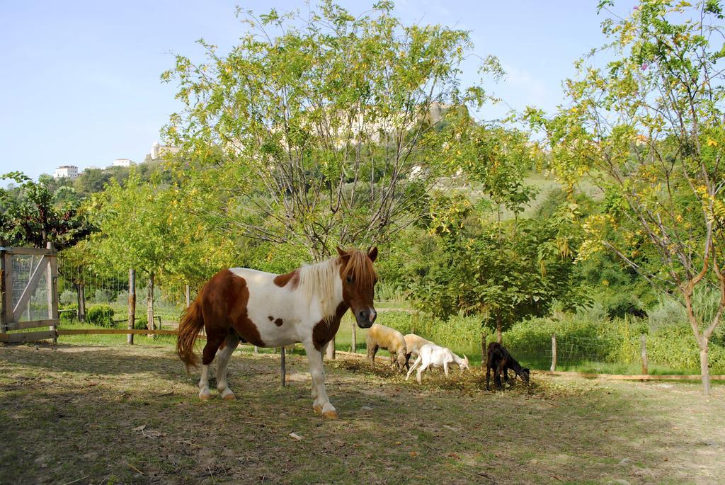 Agriturismo L'Arca Di Anna Brambilla Belvedere Marittimo Buitenkant foto